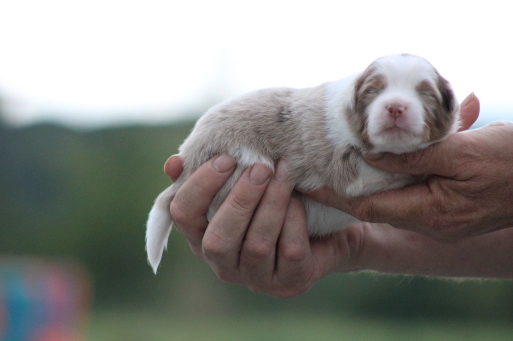 des Romarins de Mayerling - Chiots disponibles - Berger Américain Miniature 