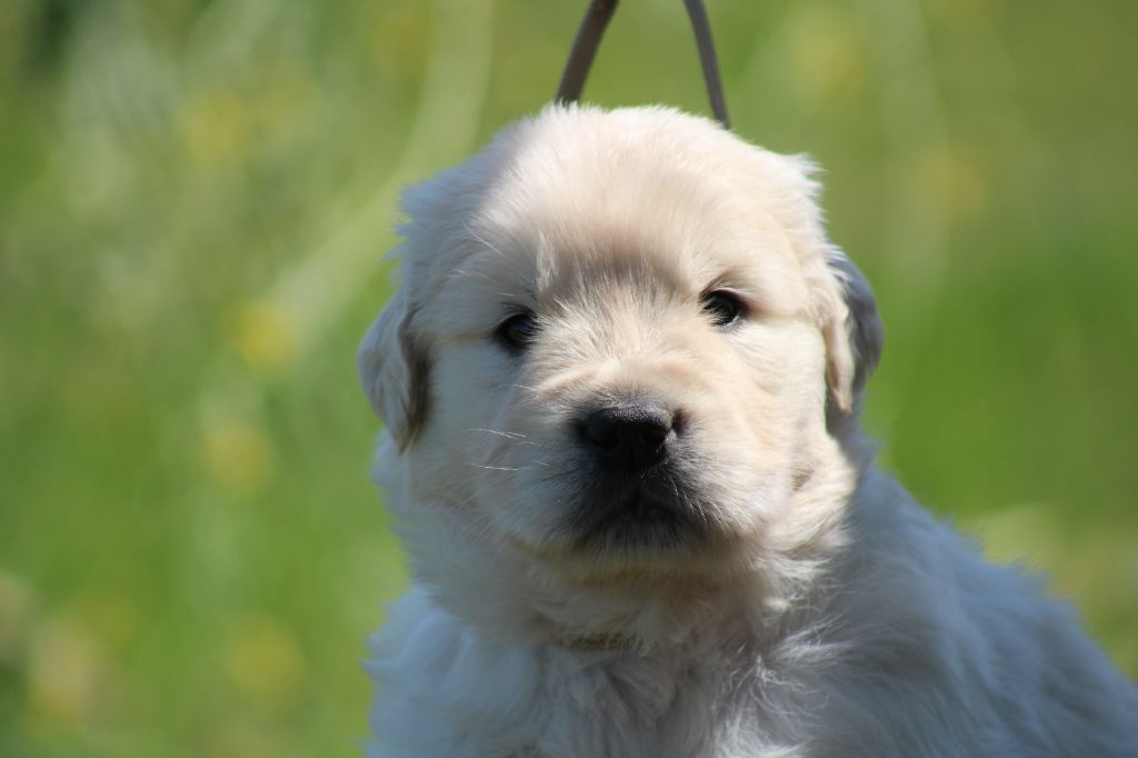 des Romarins de Mayerling - Chiots disponibles - Golden Retriever