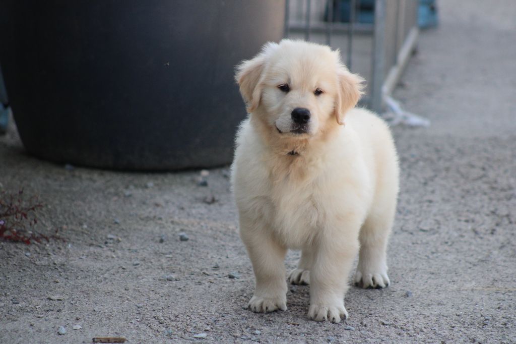 des Romarins de Mayerling - Chiots disponibles - Golden Retriever