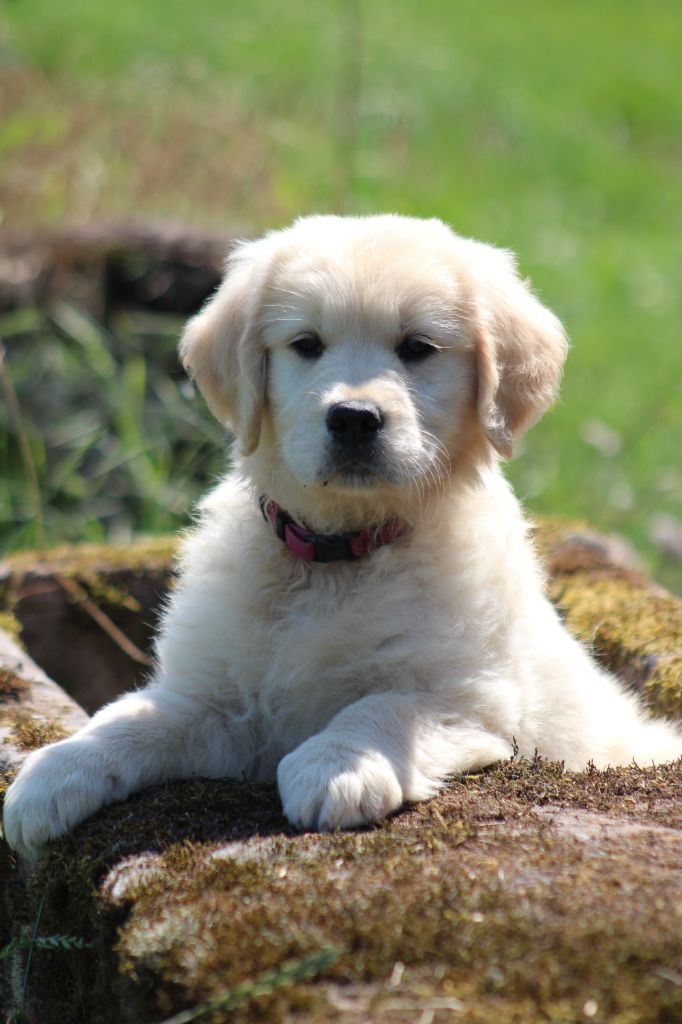 des Romarins de Mayerling - Chiots disponibles - Golden Retriever