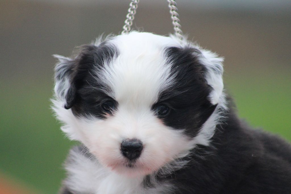 des Romarins de Mayerling - Chiots disponibles - Berger Américain Miniature 