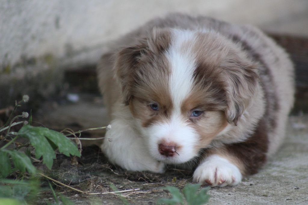 des Romarins de Mayerling - Chiots disponibles - Berger Américain Miniature 