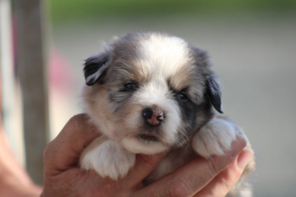 des Romarins de Mayerling - Chiots disponibles - Berger Américain Miniature 