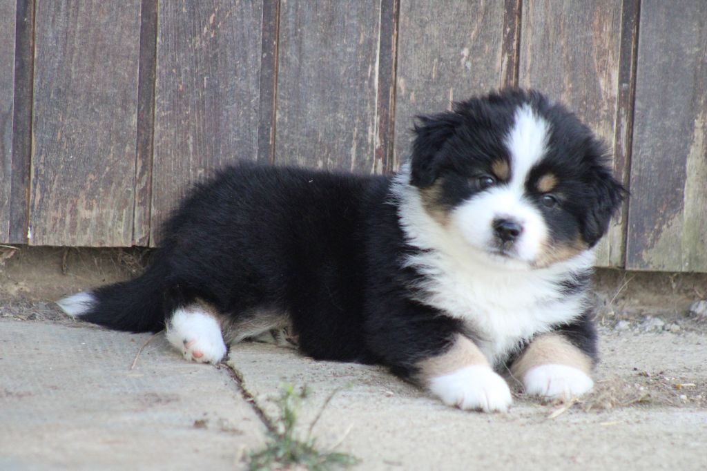des Romarins de Mayerling - Chiots disponibles - Berger Américain Miniature 
