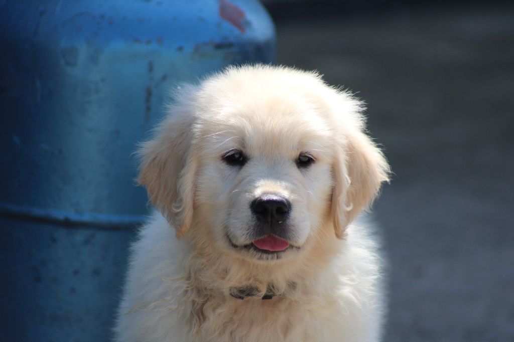 des Romarins de Mayerling - Chiots disponibles - Golden Retriever