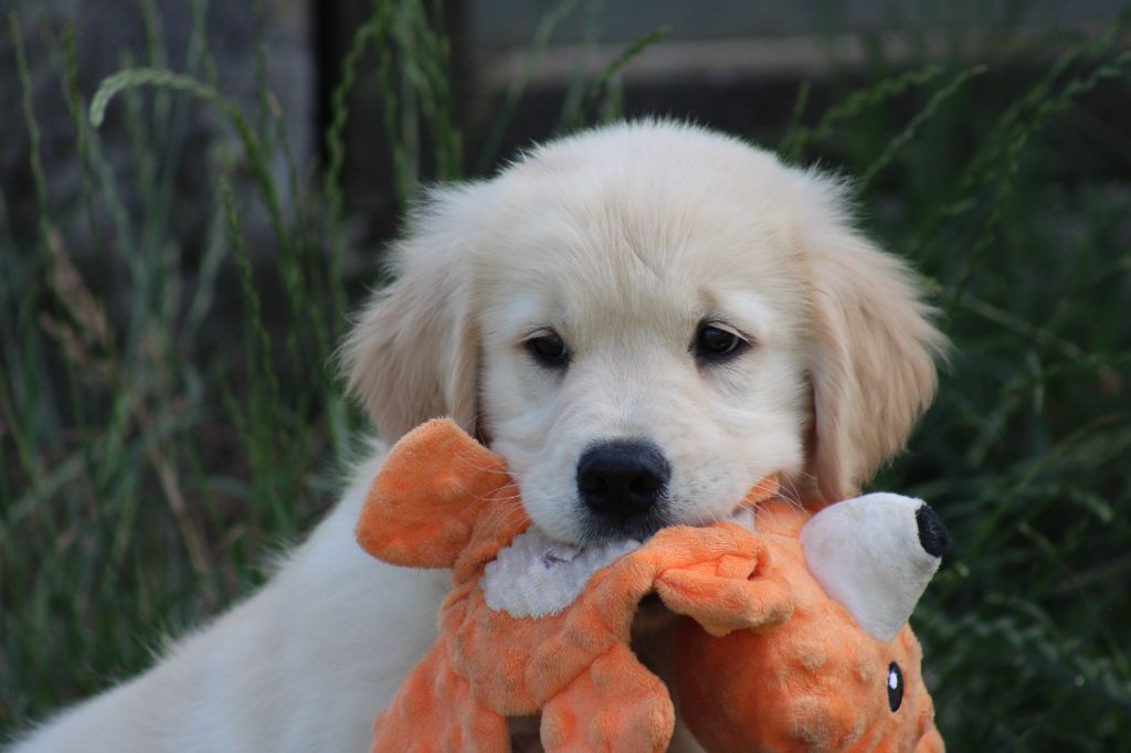 des Romarins de Mayerling - Chiots disponibles - Golden Retriever