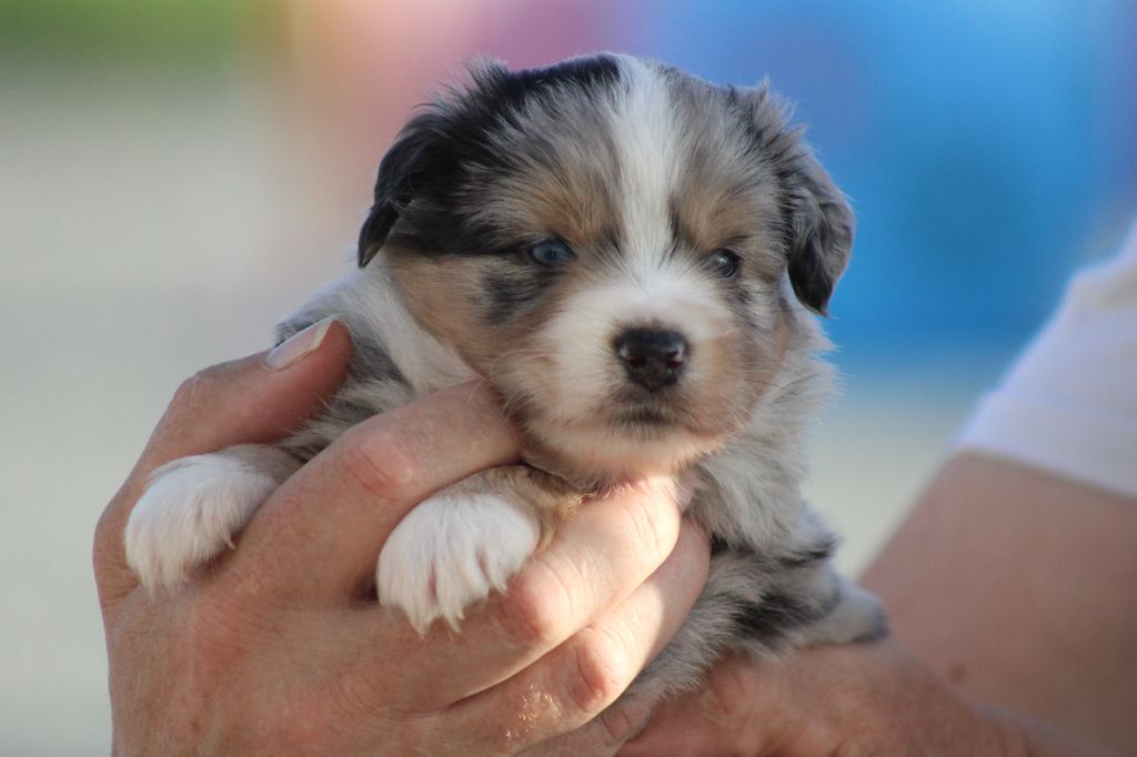 des Romarins de Mayerling - Chiots disponibles - Berger Américain Miniature 
