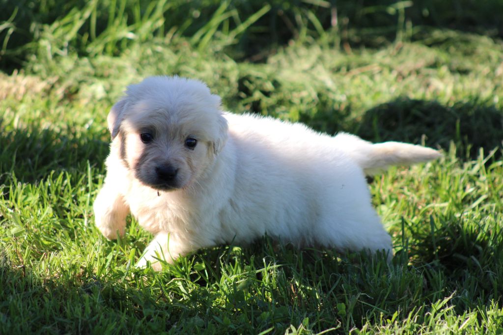 des Romarins de Mayerling - Chiots disponibles - Golden Retriever