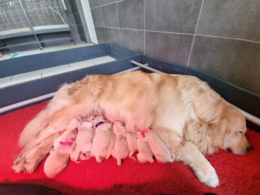 des Romarins de Mayerling - Chiots disponibles - Golden Retriever