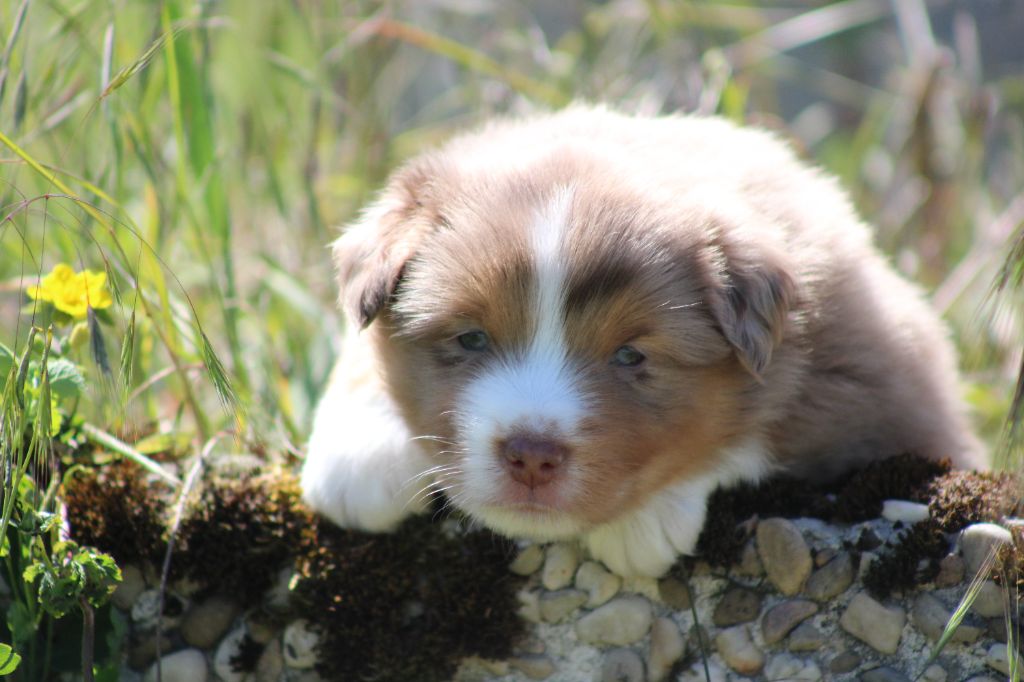 Chiot Berger Américain Miniature des Romarins de Mayerling