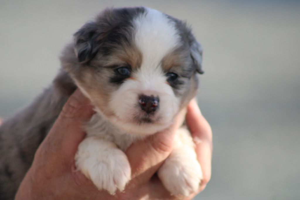 des Romarins de Mayerling - Chiots disponibles - Berger Américain Miniature 