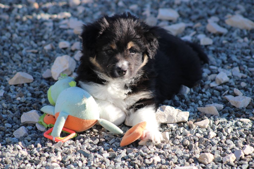 Chiot Berger Américain Miniature  des Romarins de Mayerling