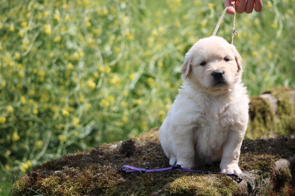 des Romarins de Mayerling - Chiots disponibles - Golden Retriever
