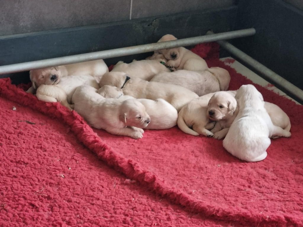 des Romarins de Mayerling - Chiots disponibles - Golden Retriever