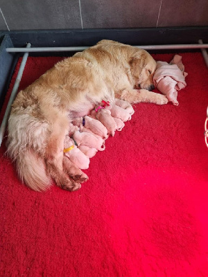 CHIOT 9