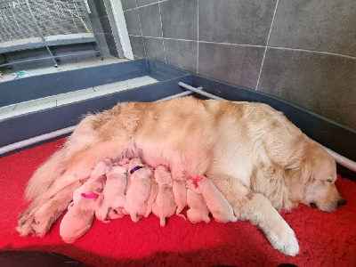 CHIOT 4