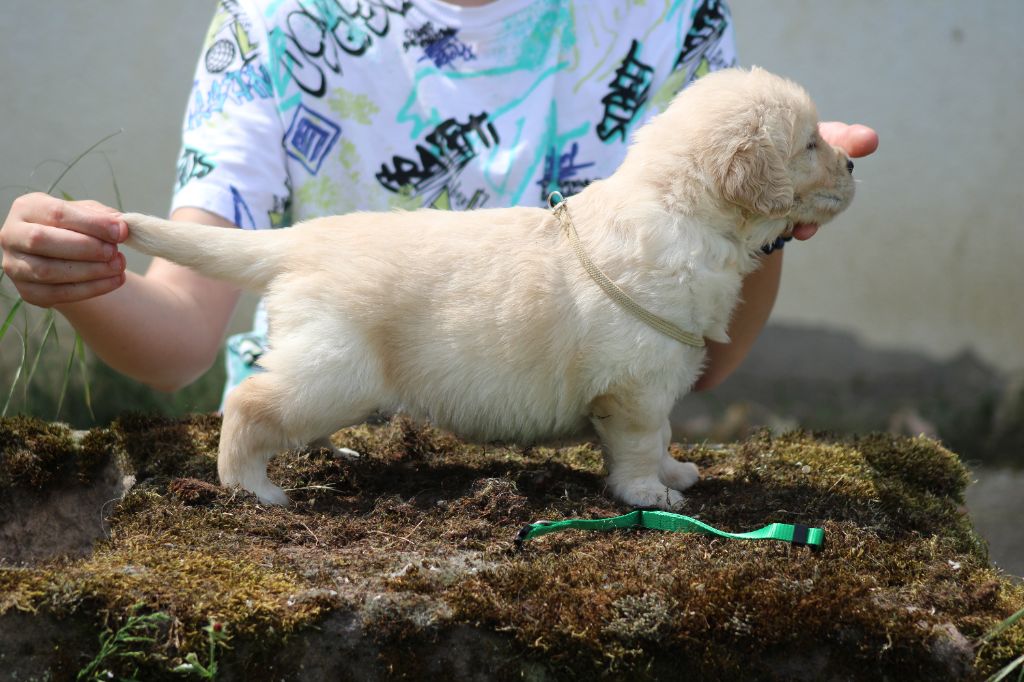 des Romarins de Mayerling - Chiots disponibles - Golden Retriever