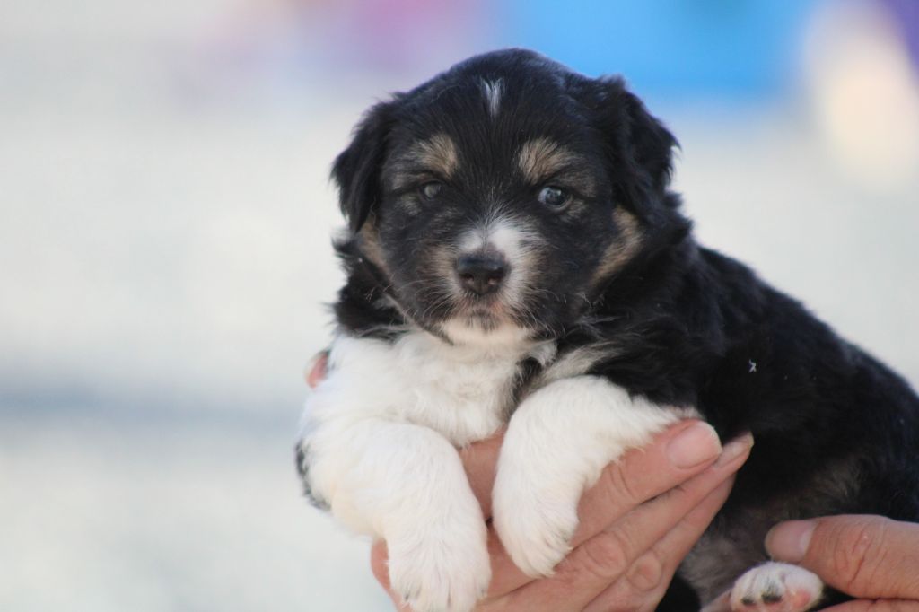 des Romarins de Mayerling - Chiots disponibles - Berger Américain Miniature 