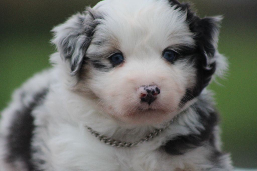 des Romarins de Mayerling - Chiots disponibles - Berger Américain Miniature 