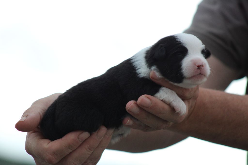 des Romarins de Mayerling - Chiots disponibles - Berger Américain Miniature 