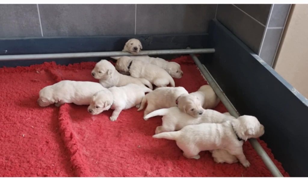 des Romarins de Mayerling - Chiots disponibles - Golden Retriever