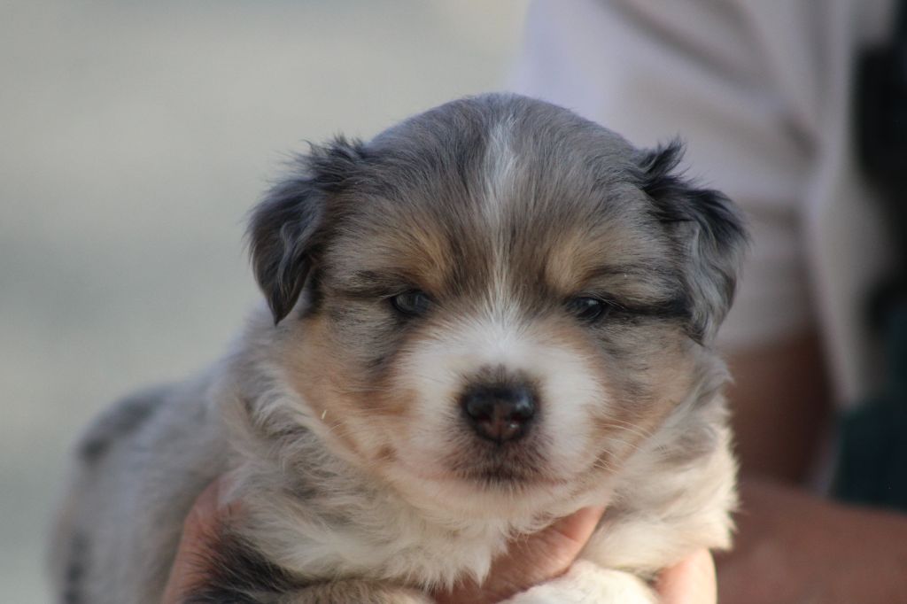 des Romarins de Mayerling - Chiots disponibles - Berger Américain Miniature 