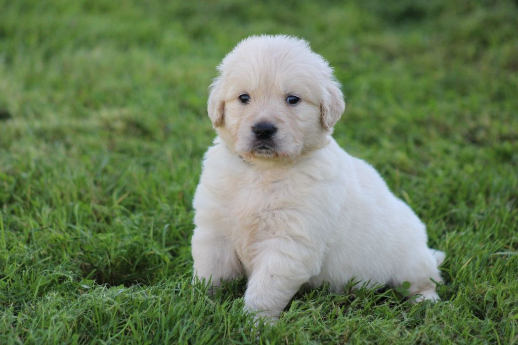 des Romarins de Mayerling - Chiots disponibles - Golden Retriever