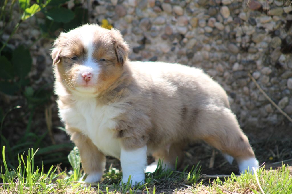 des Romarins de Mayerling - Chiots disponibles - Berger Américain Miniature 