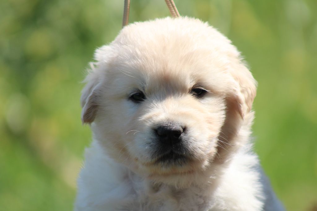 des Romarins de Mayerling - Chiots disponibles - Golden Retriever