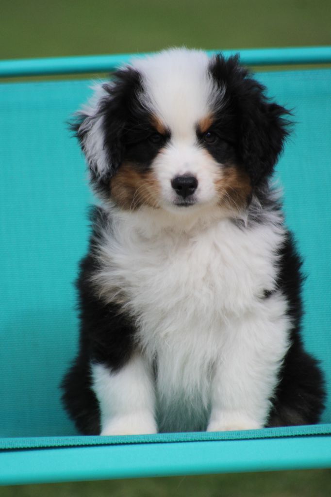 Chiot Berger Américain Miniature des Romarins de Mayerling