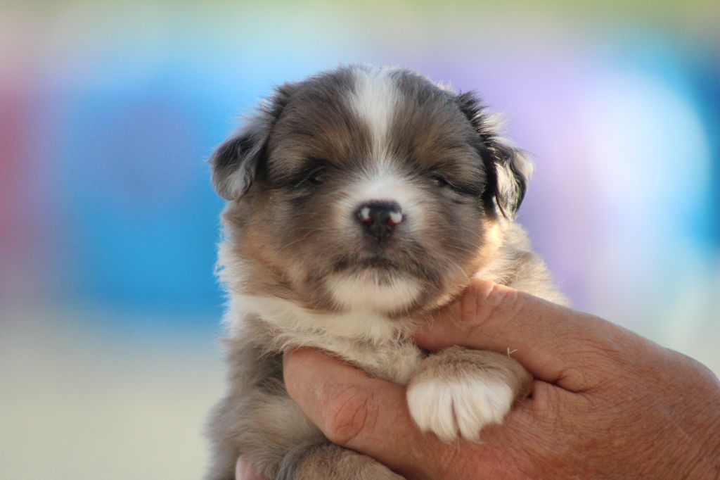 Chiot Berger Américain Miniature des Romarins de Mayerling