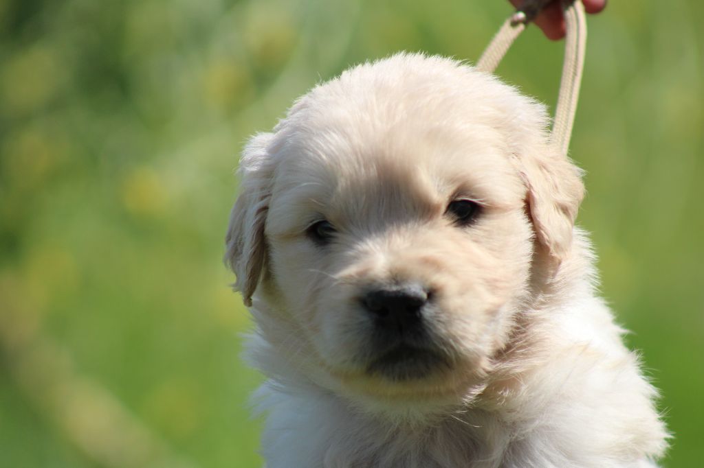 des Romarins de Mayerling - Chiots disponibles - Golden Retriever