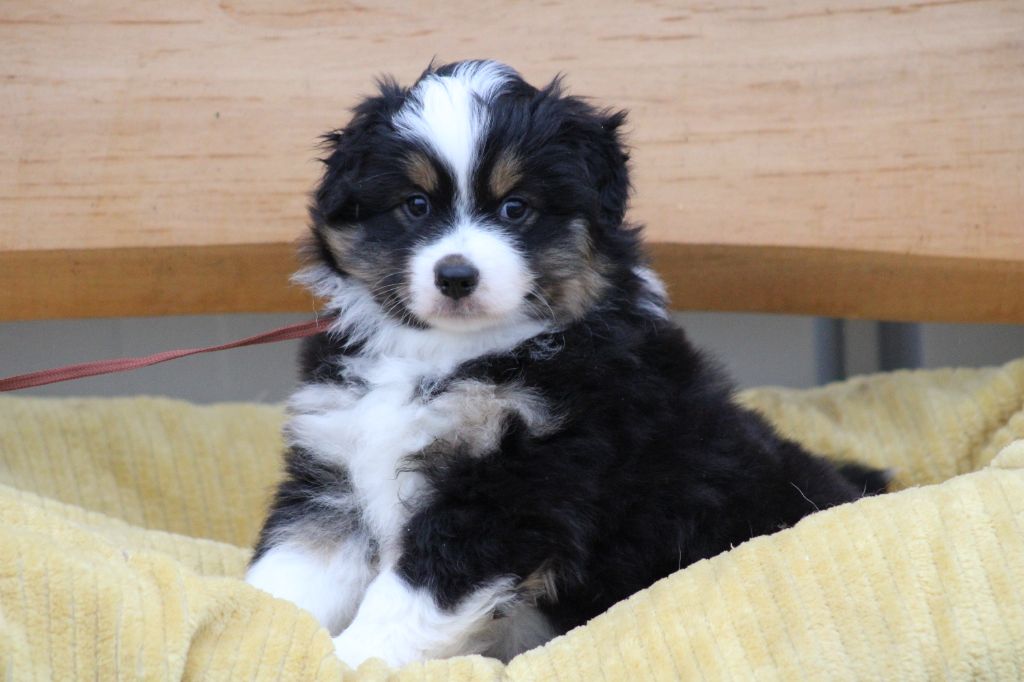 des Romarins de Mayerling - Chiots disponibles - Berger Américain Miniature 