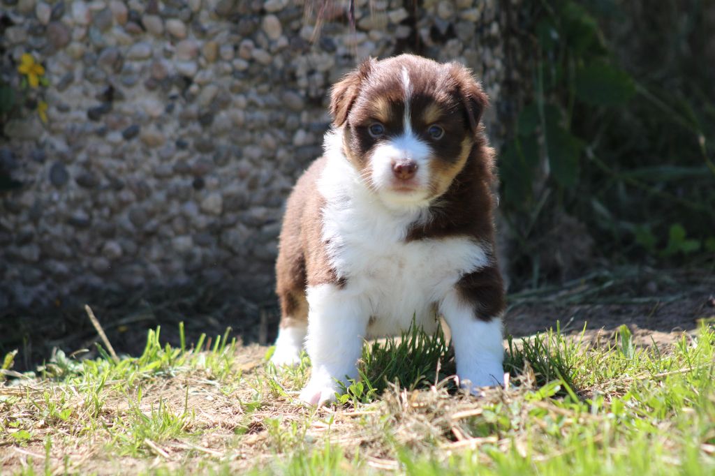 des Romarins de Mayerling - Chiots disponibles - Berger Américain Miniature 
