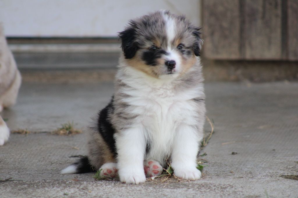 des Romarins de Mayerling - Chiots disponibles - Berger Américain Miniature 