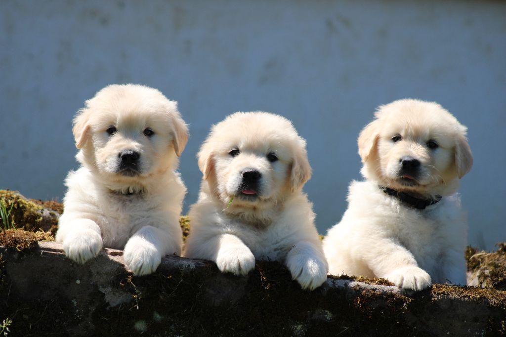 Chiot Golden Retriever des Romarins de Mayerling