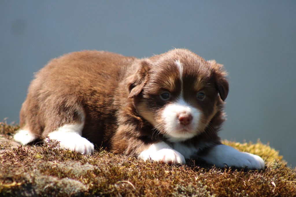 des Romarins de Mayerling - Chiots disponibles - Berger Américain Miniature 