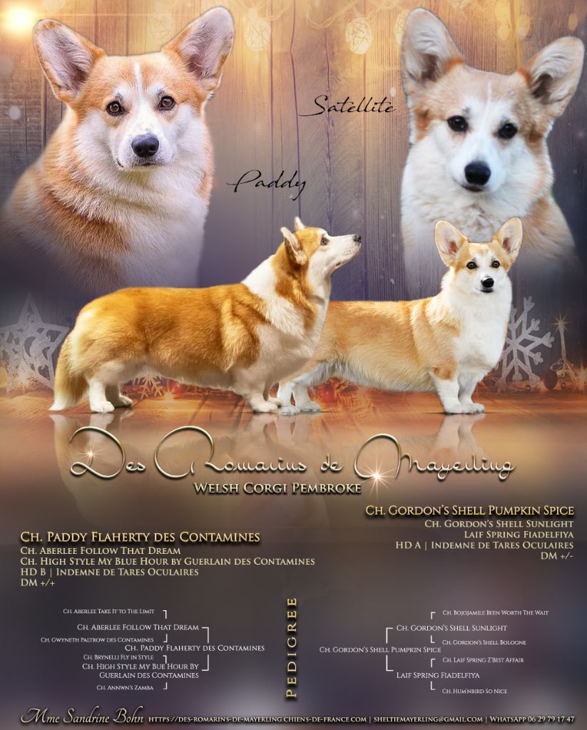 Chiot Welsh Corgi Pembroke des Romarins de Mayerling