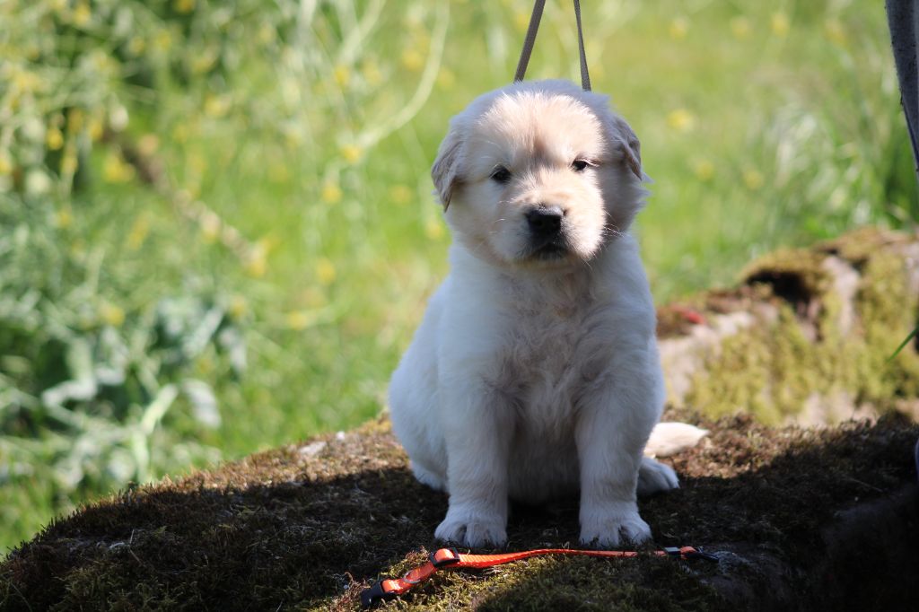 des Romarins de Mayerling - Chiots disponibles - Golden Retriever