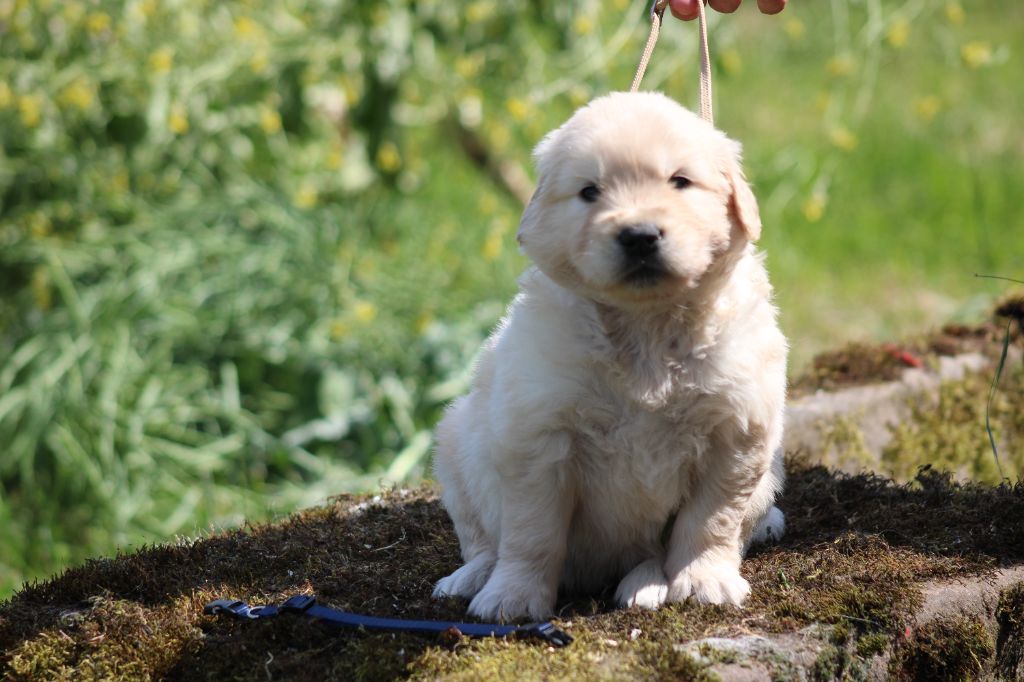 des Romarins de Mayerling - Chiots disponibles - Golden Retriever