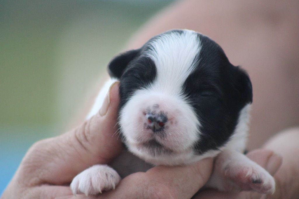 des Romarins de Mayerling - Chiots disponibles - Berger Américain Miniature 