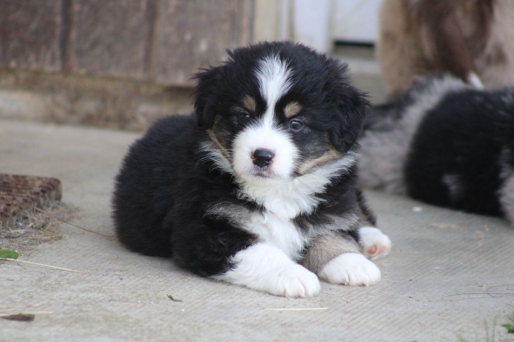des Romarins de Mayerling - Chiots disponibles - Berger Américain Miniature 