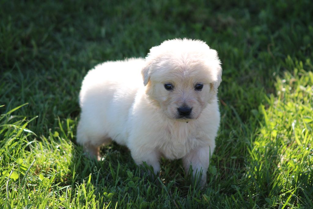 des Romarins de Mayerling - Chiots disponibles - Golden Retriever
