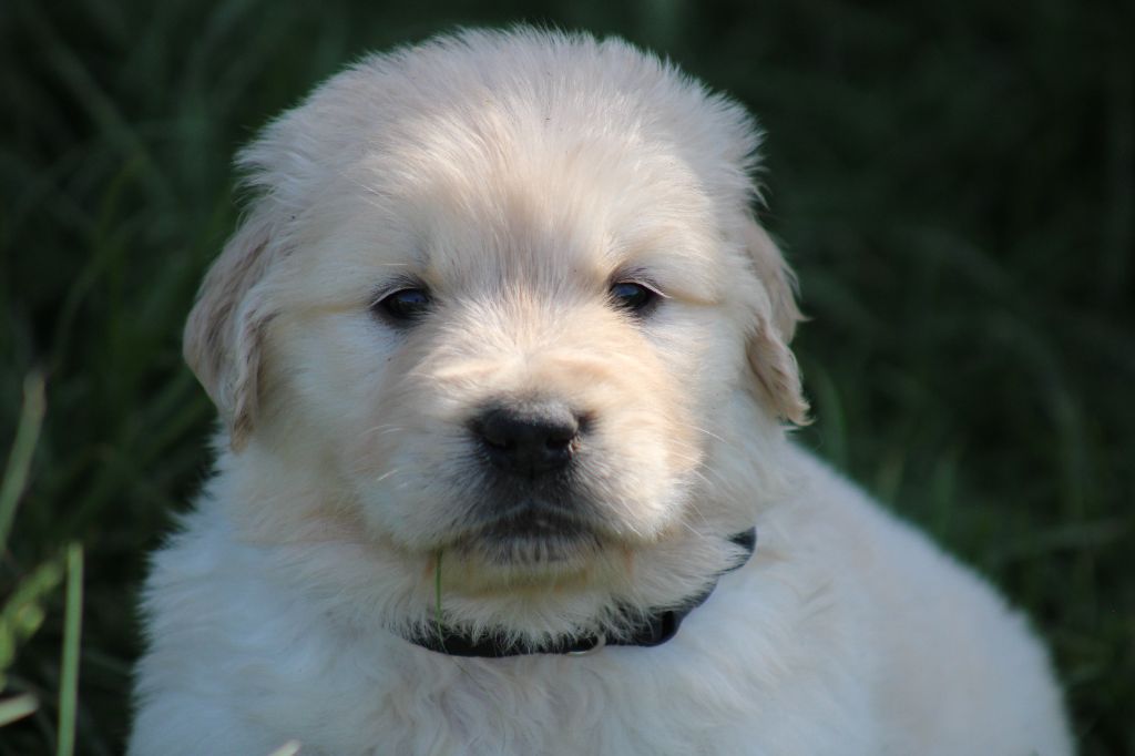 des Romarins de Mayerling - Chiots disponibles - Golden Retriever