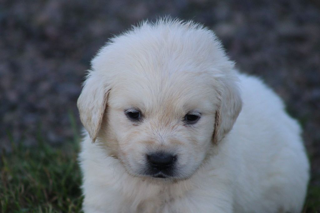 des Romarins de Mayerling - Chiots disponibles - Golden Retriever