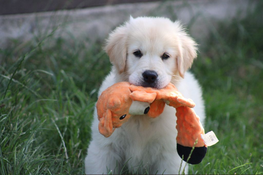 des Romarins de Mayerling - Chiots disponibles - Golden Retriever
