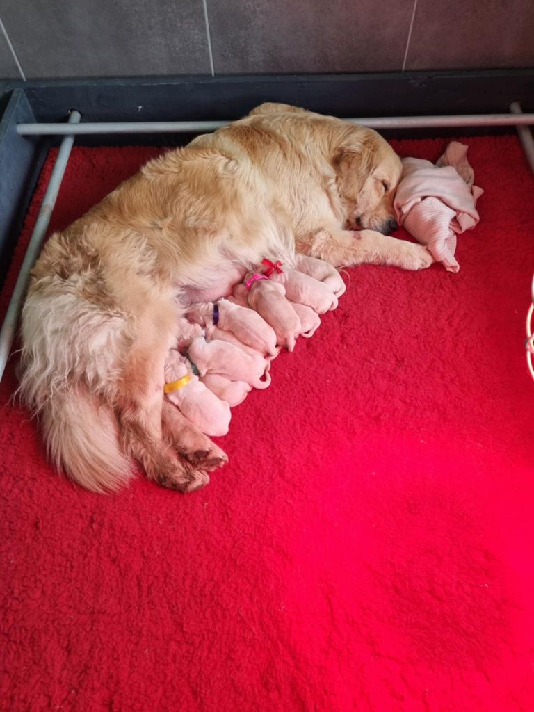 des Romarins de Mayerling - Chiots disponibles - Golden Retriever