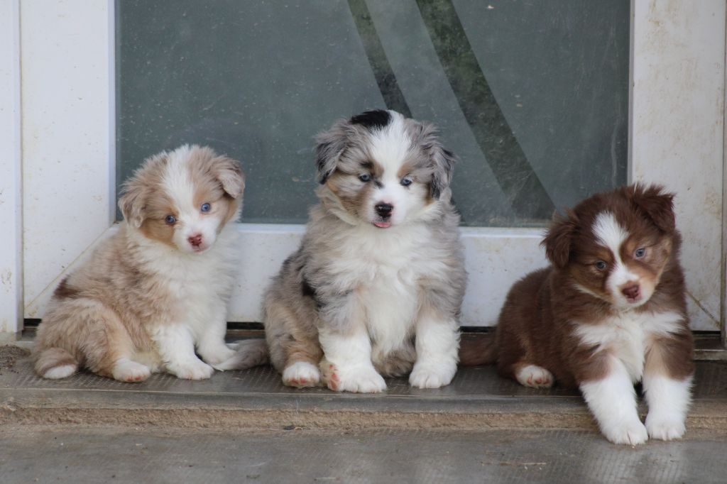 Chiot Berger Américain Miniature des Romarins de Mayerling