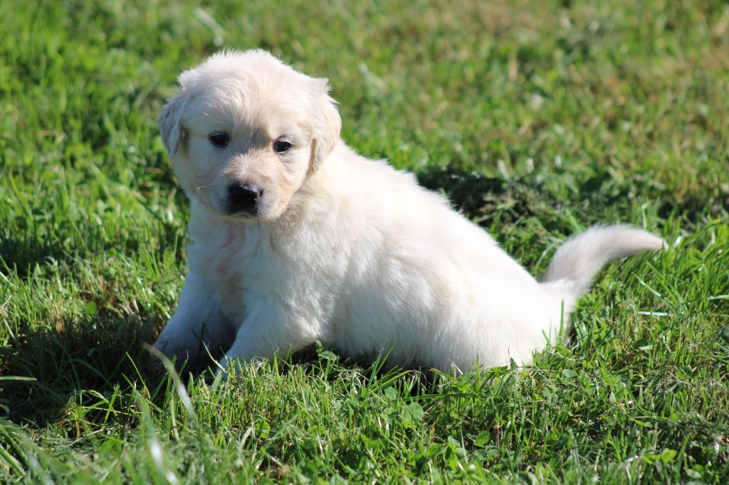 des Romarins de Mayerling - Chiots disponibles - Golden Retriever