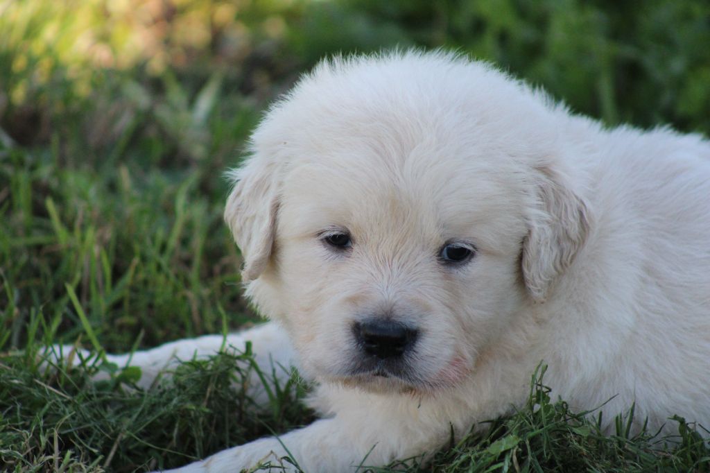 des Romarins de Mayerling - Chiots disponibles - Golden Retriever